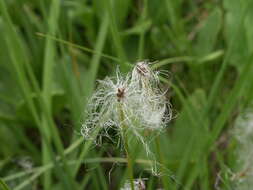 Image of alpine bulrush