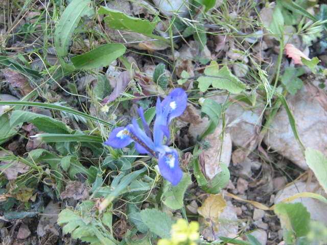 Image of Barbary Nut Iris