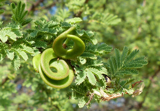 Vachellia tortilis subsp. heteracantha (Burch.) Kyal. & Boatwr.的圖片