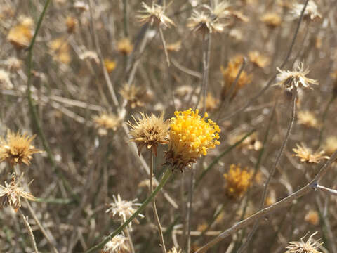 Image de Bebbia juncea (Benth.) Greene