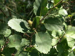 Image of Shrubby Birch