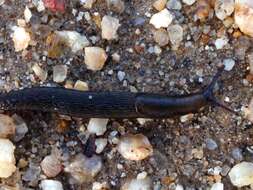 Image of Ferussac’s orange soled slug