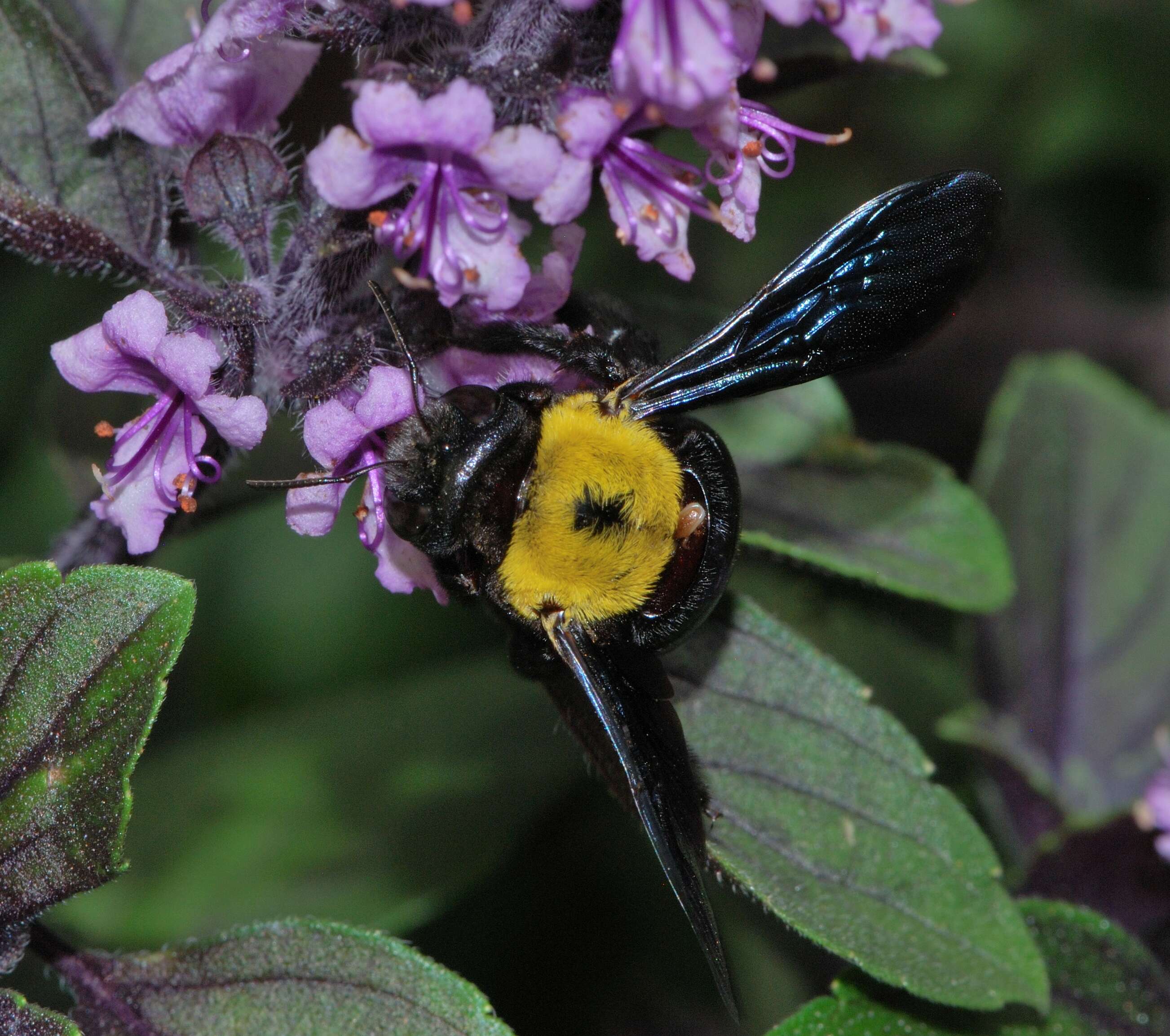 Image of Xylocopa pubescens Spinola 1838
