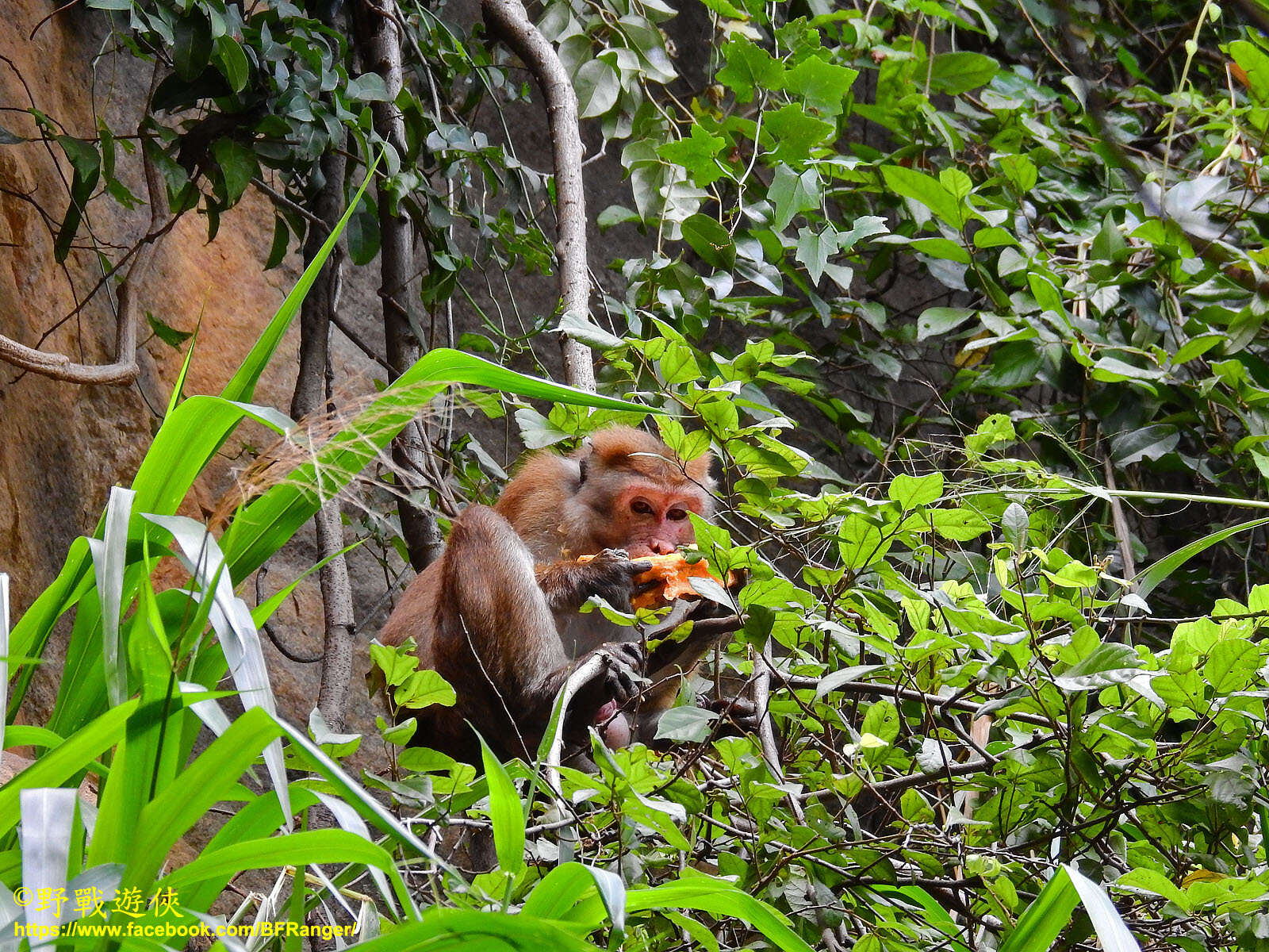 Image of Toque macaque