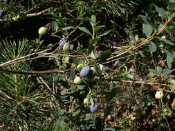 Image of alpine bilberry