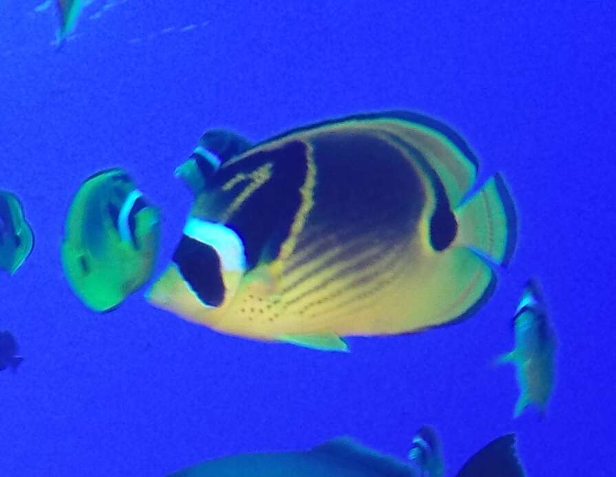 Image of Halfmoon Butterflyfish