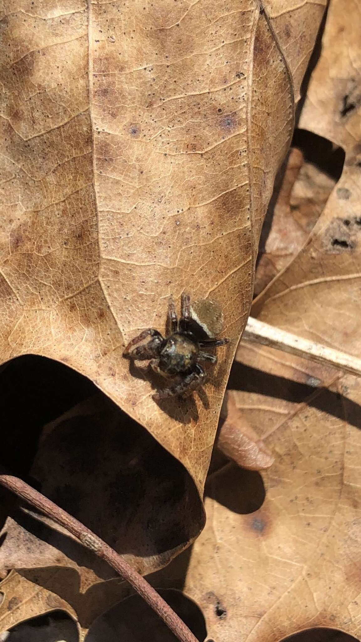 Plancia ëd Phidippus whitmani Peckham & Peckham 1909