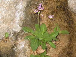 Imagem de Dodecatheon pulchellum var. zionense (Eastw.) S. L. Welsh