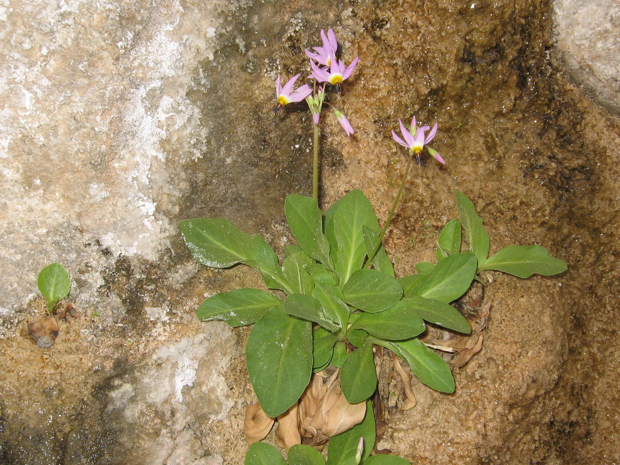 Plancia ëd Dodecatheon pulchellum var. zionense (Eastw.) S. L. Welsh