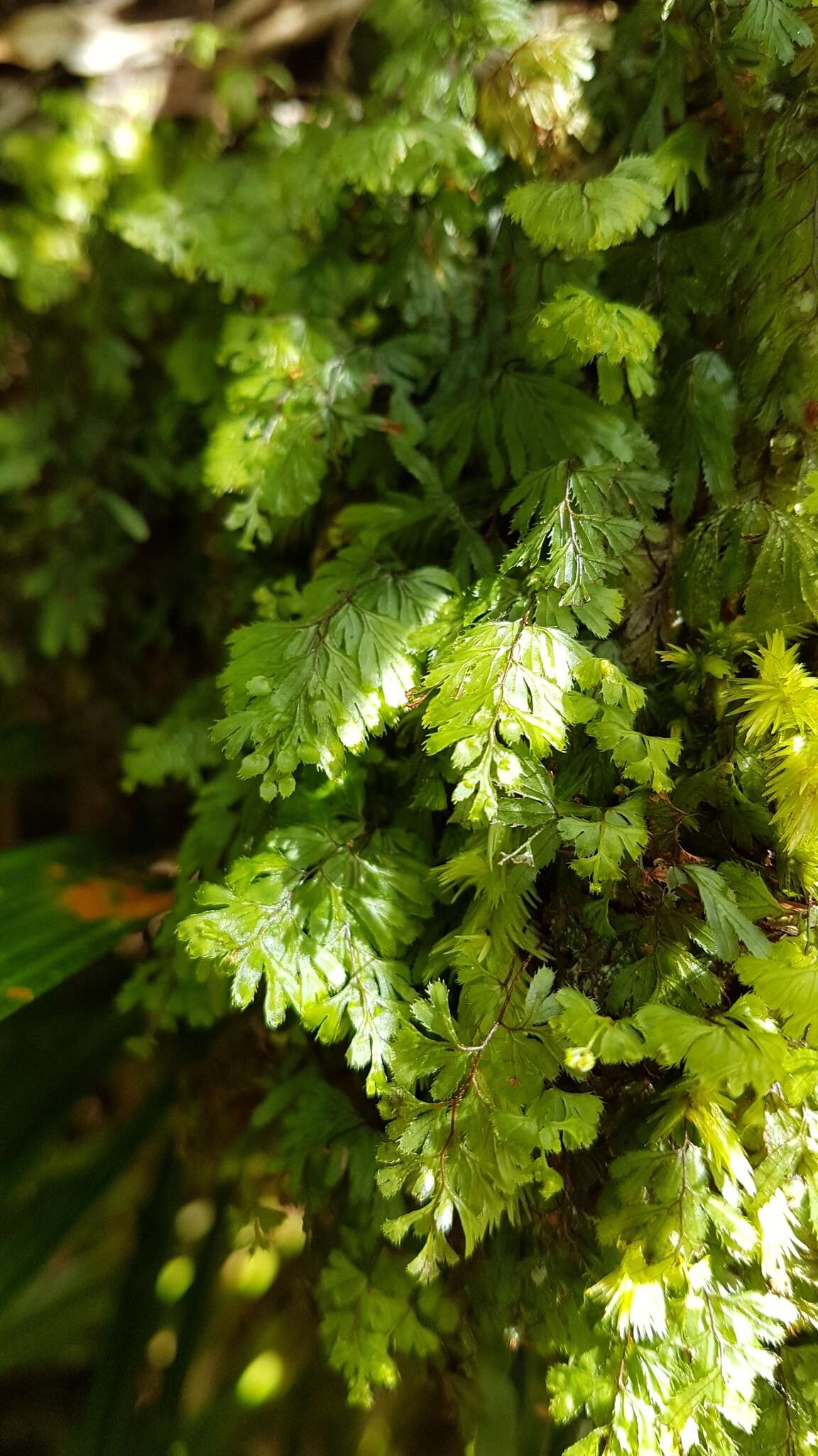 Imagem de Hymenophyllum revolutum Col.