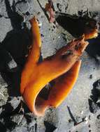 Image of New Zealand bull kelp