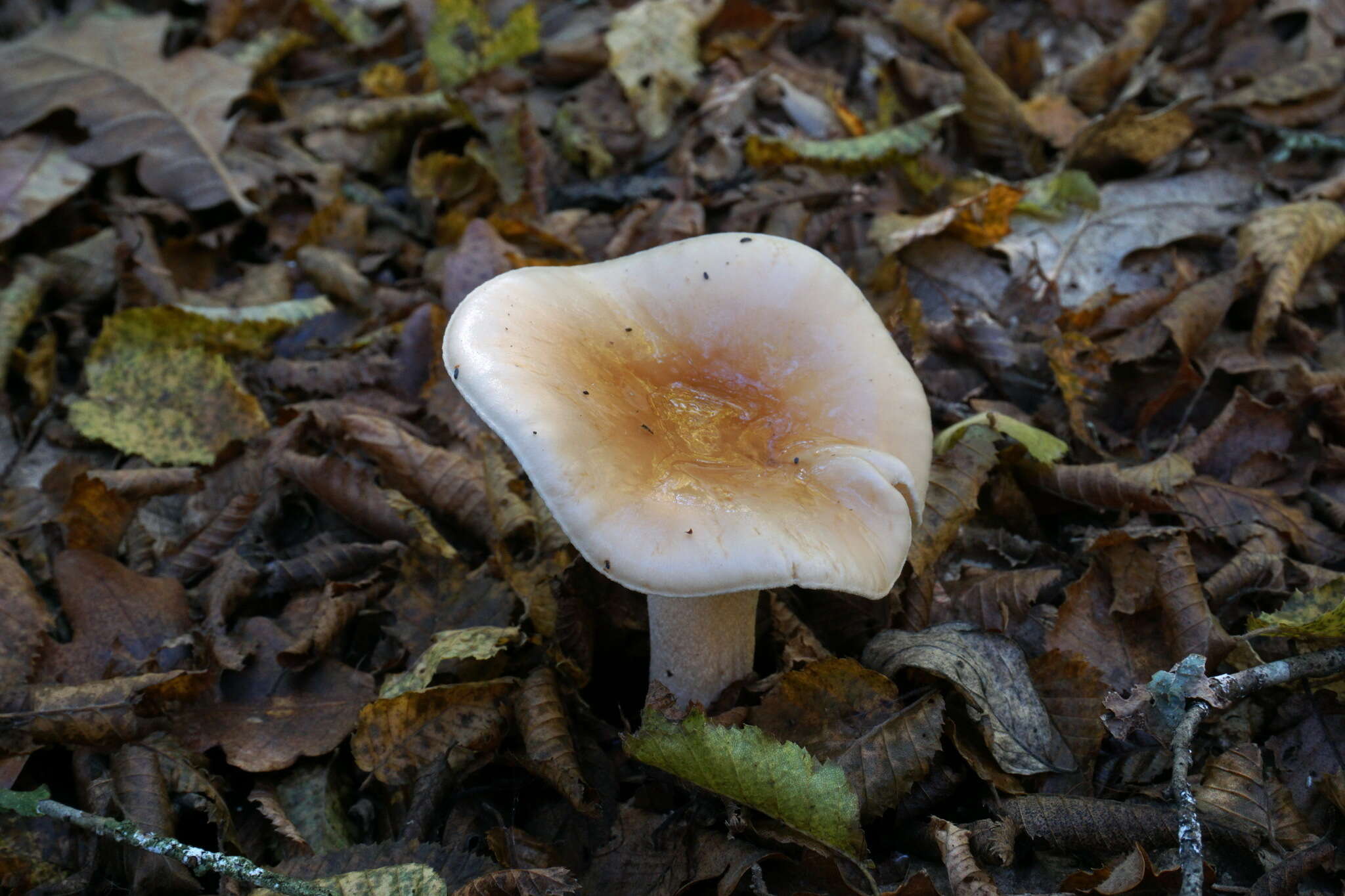 Image of Hygrophorus lindtneri M. M. Moser 1967