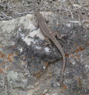 Image of Liolaemus silvai Ortiz 1989