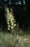 Sivun Yucca glauca Nutt. kuva