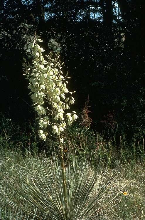 Image of soapweed yucca