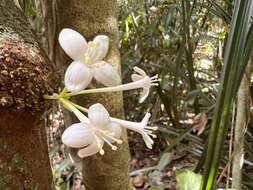 Image of Phaleria clerodendron F. Müll. ex Benth.