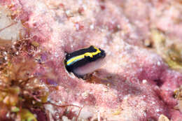 Image of Shark nose goby