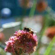 Image of Spotted-wing Bromeliad Fly