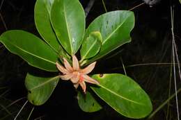 Image of Clusia nemorosa G. F. W. Mey.