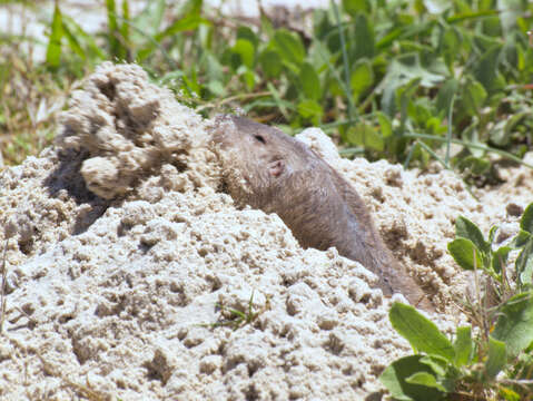 Image of Texas Pocket Gopher