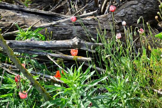 Imagem de Papaver umbonatum Boiss.