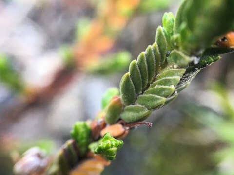 Imagem de Cassiope tetragona subsp. saximontana (Small) Porsild