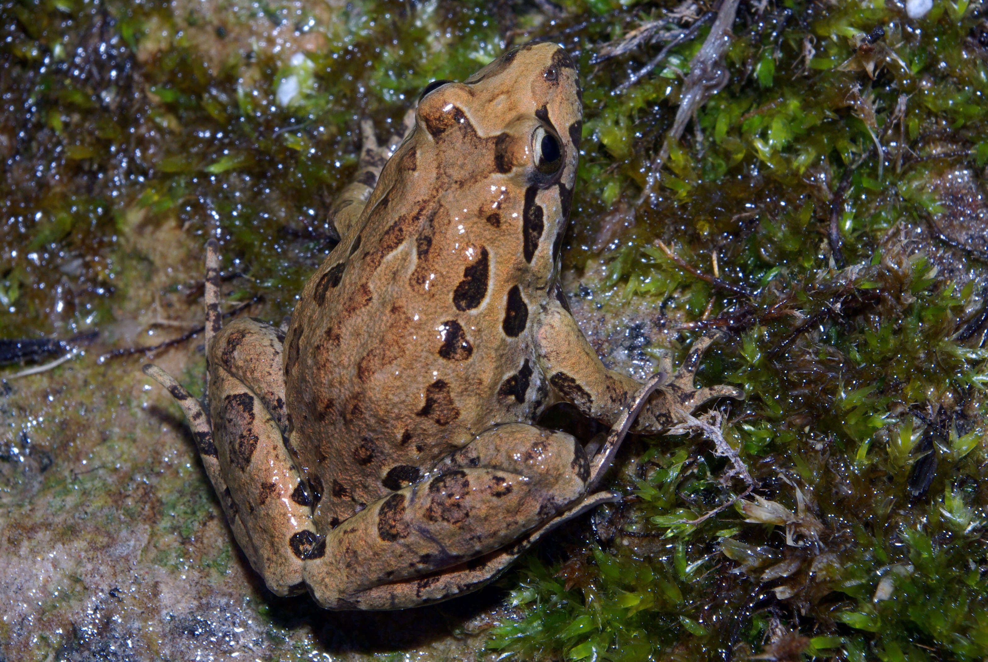 Image of Spanish Painted Frog