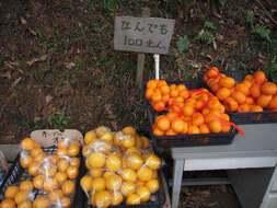 Image of Citrus unshiu