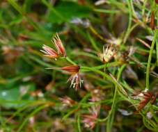 Слика од Anarthria prolifera R. Br.