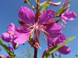 Image of Narrow-Leaf Fireweed