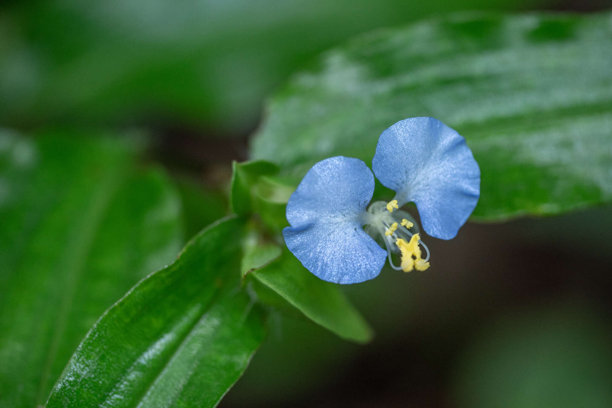 Image of Commelina auriculata Blume