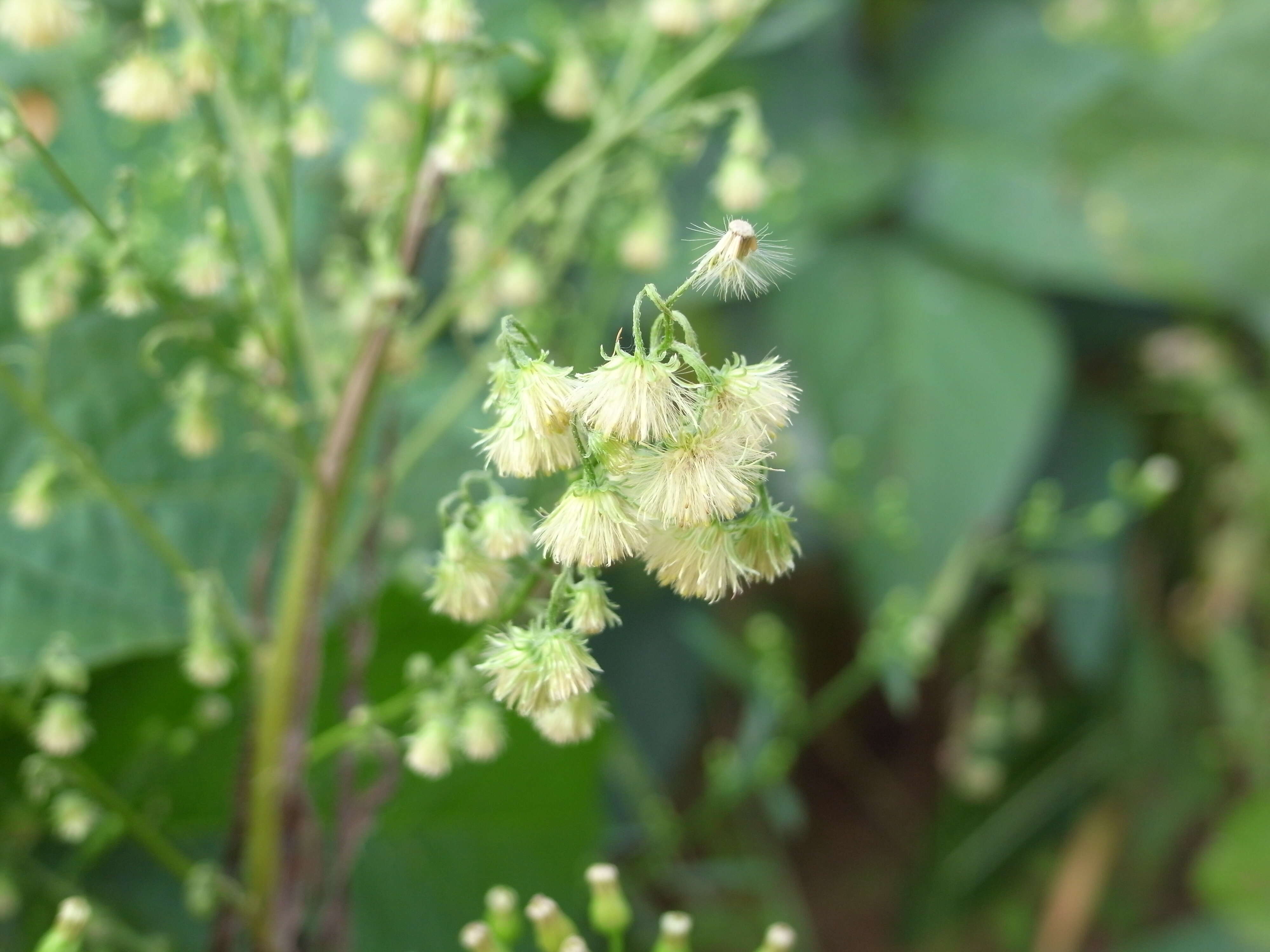 Image of Canadian Horseweed