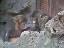 Image of Black Snub-nosed Monkey