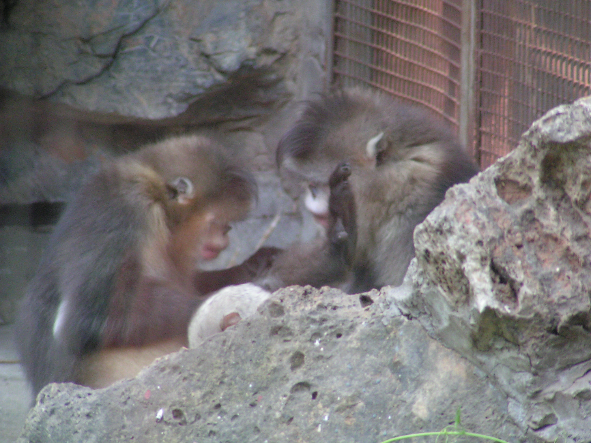 black-snub-nosed-monkey-encyclopedia-of-life