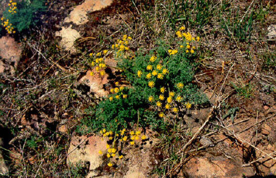 Image of Gray's biscuitroot