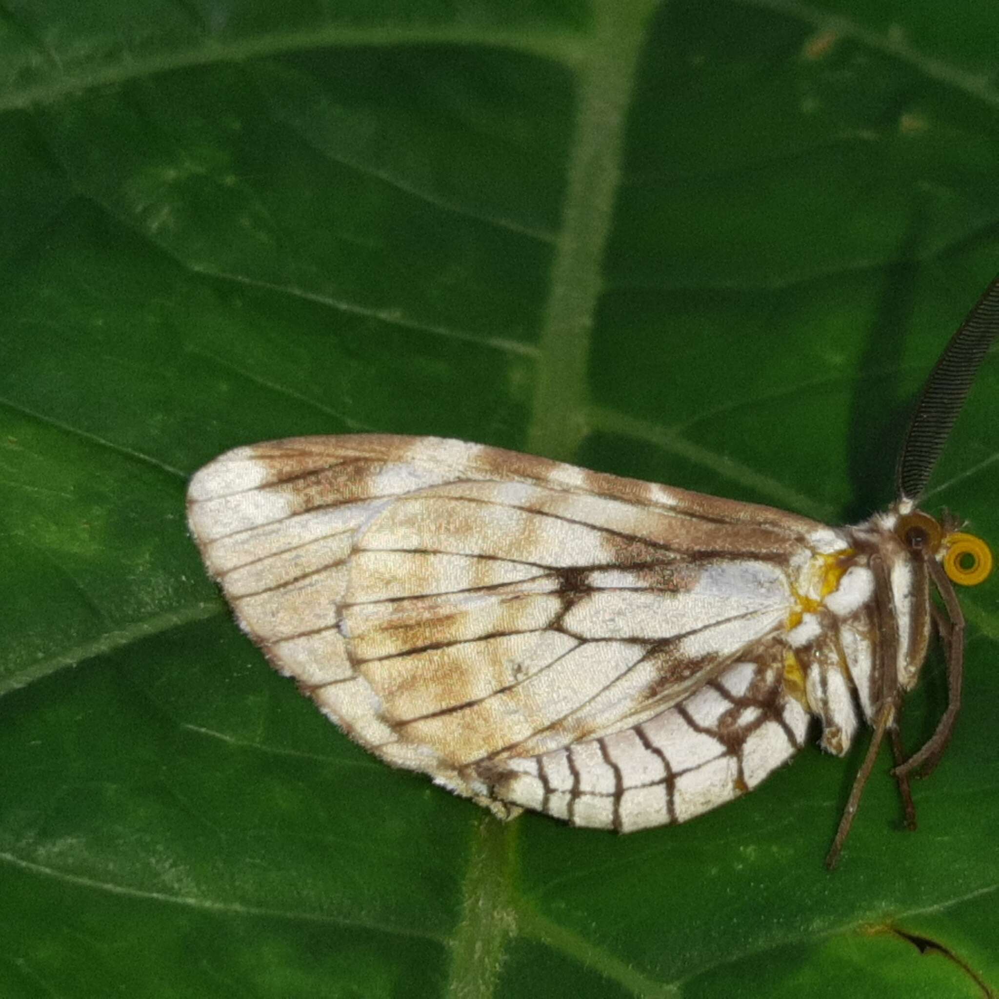 صورة Nephodia organa Druce 1893