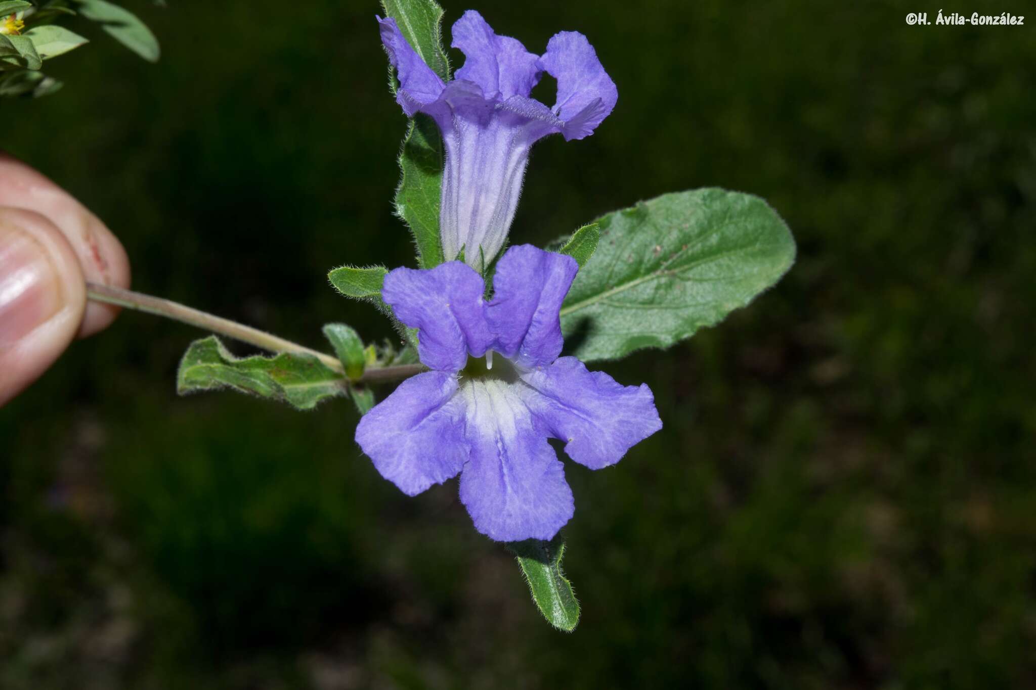 صورة Ruellia spissa Leonard