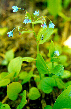 Image of beautiful bluebells