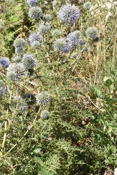 Image of Echinops spinosissimus subsp. neumayeri (Vis.) Kozuharov