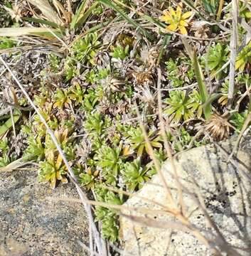 Image of Raoulia subsericea Hook. fil.