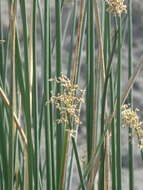 Image of Hardstem bulrush