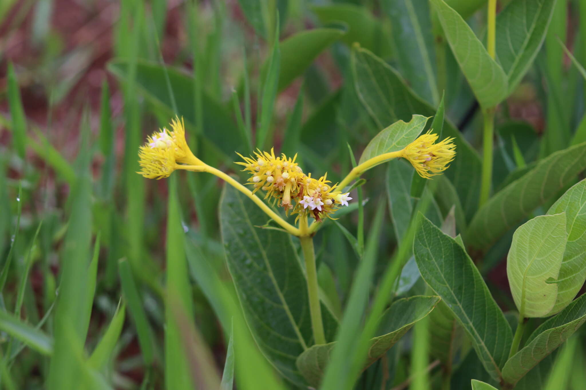 Image of Palicourea coriacea (Cham.) K. Schum.