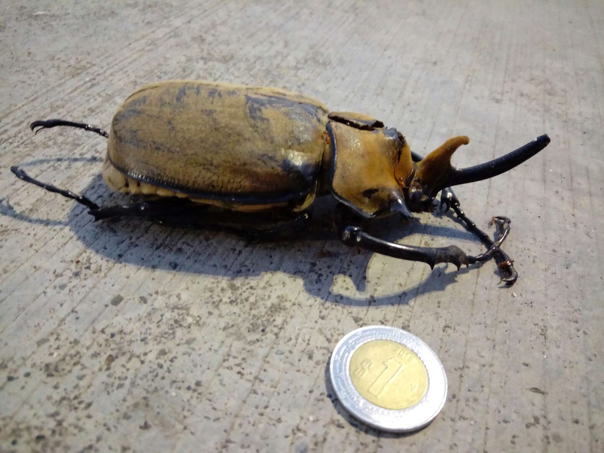 Megasoma occidentalis Bolivar, Pieltain, Jimenez-Asua & Martinez 1963 resmi