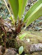 Image of Anthurium durandii Engl.