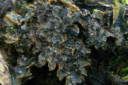 Image of Pseudocyphellaria lichen