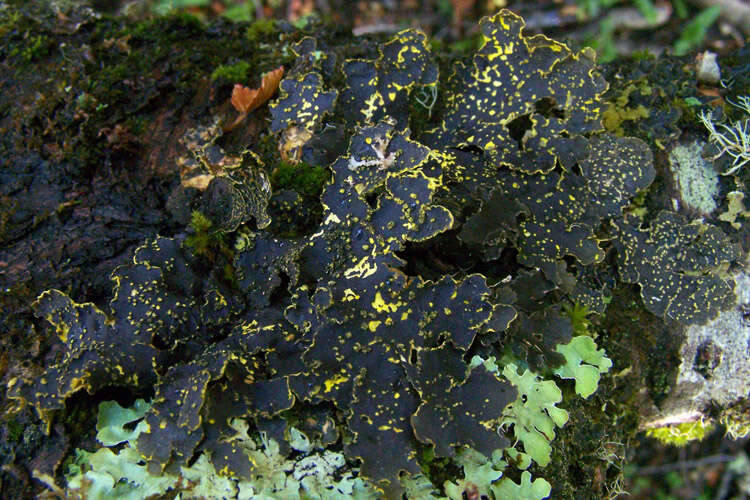 Image of Pseudocyphellaria lichen