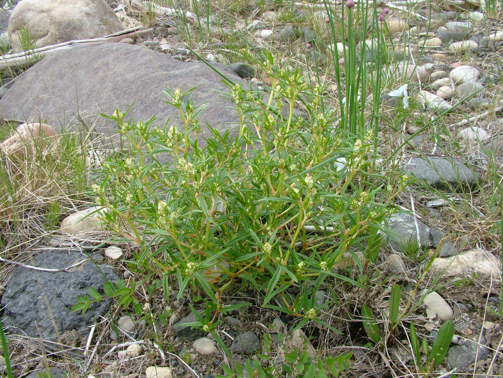 Image of Koenigia ocreata (L.) T. M. Schust. & Reveal