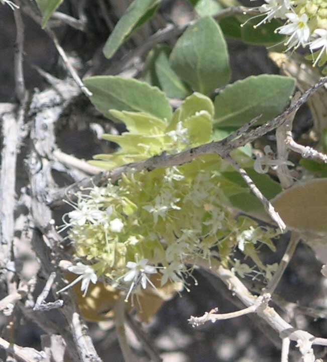 Image of Parry's sandpaper plant