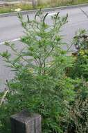 Image of annual ragweed