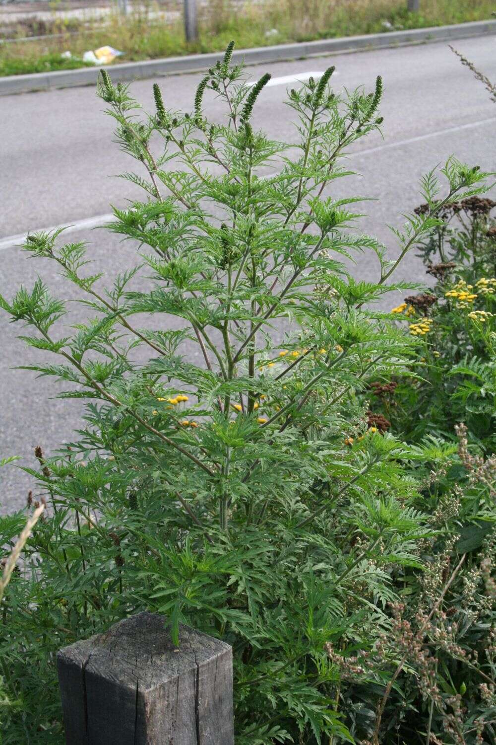 Image of annual ragweed